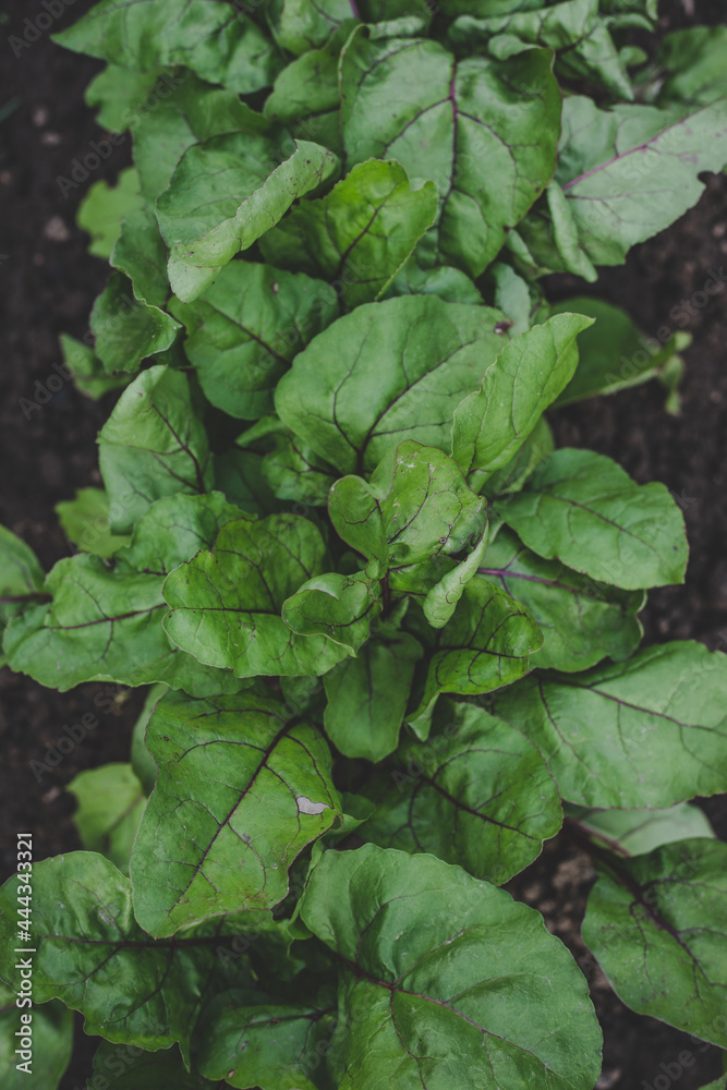 Ecologically grown fresh, new season Beet greens (Beta vulgaris) growing in home garden in brown soil, suitable for vegetarians and vegans, top view Ecologically grown fresh, new season Beet greens (Beta vulgaris) growing in home garden in brown soil, suitable for vegetarians and vegans, top view