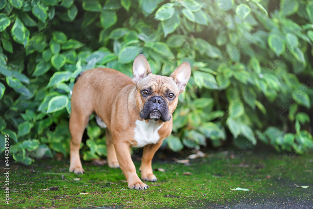 Cute french bulldog dog standing at summer nature
