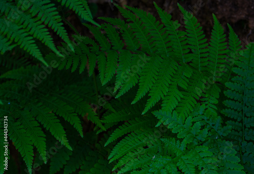 Green leaves of fern plant