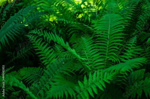 Green leaves of fern plant © Anna Bogush