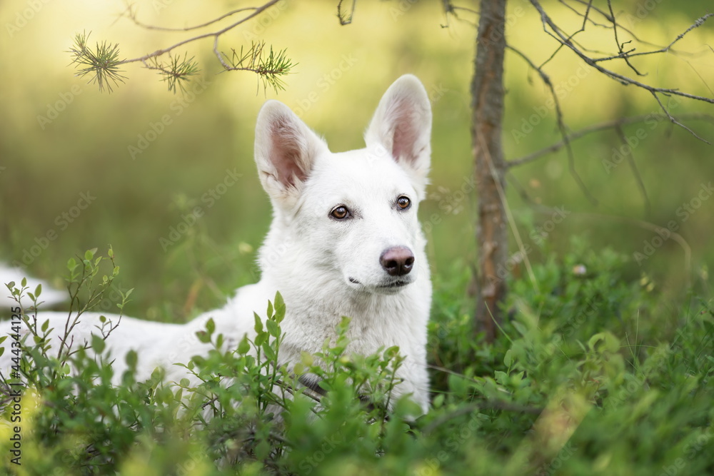 White dog lying down in green grass at forest White dog lying down in green grass at forest
