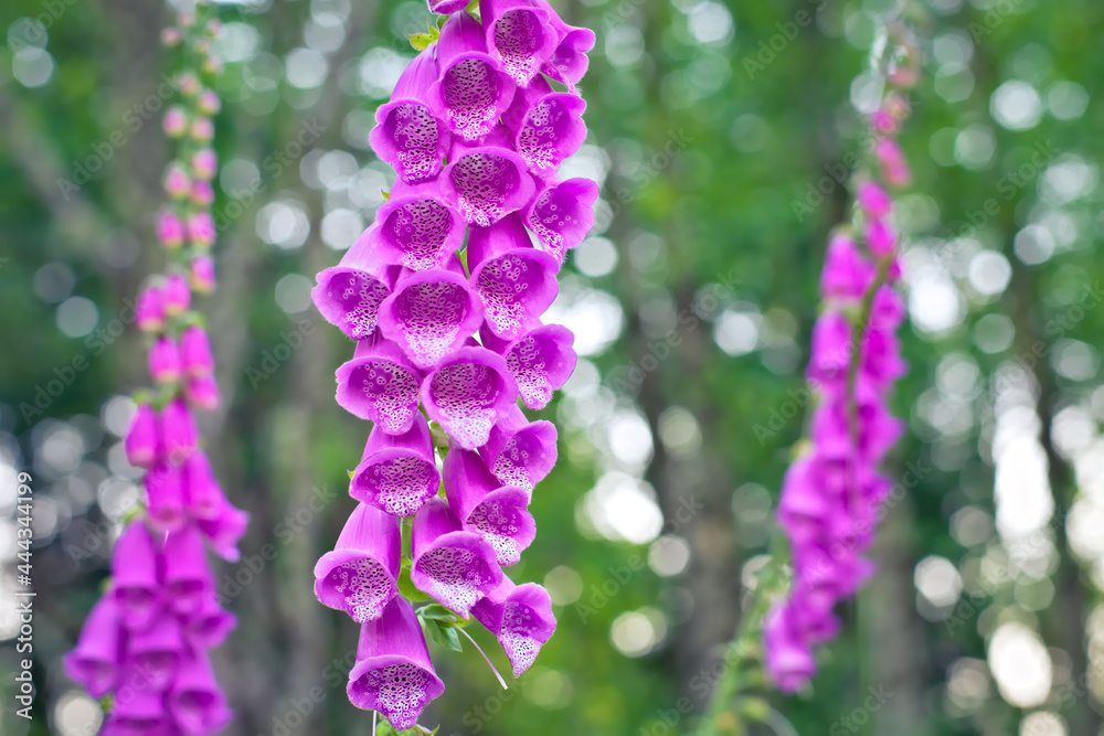 Wildflowers background, common foxglove, digitalis, purple, green, bokeh Wildflowers background, common foxglove, digitalis, purple, green, bokeh