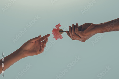 a hand giving a rose to another hand