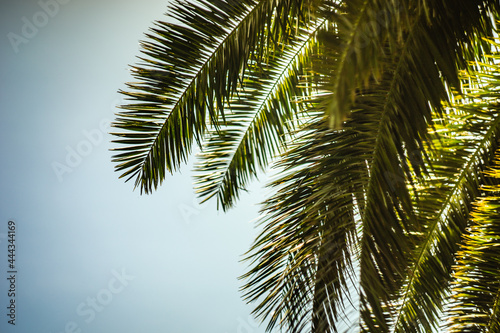 Palm tree leaves as a natural background © Anna Bogush