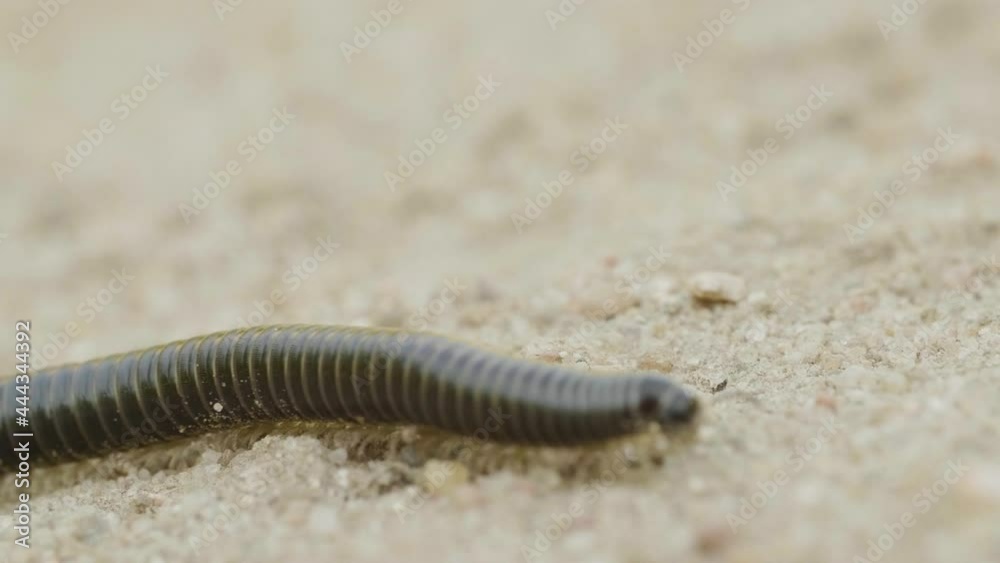 A centipede moves over ground, macro, summer day A centipede moves over ground, macro, summer day