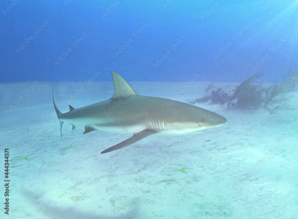 Fototapeta premium Caribbean Reef Shark Cruising the Shallows