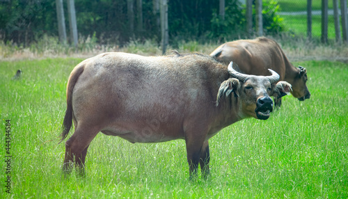 African dwarf forest buffalo grazing in the nature photo