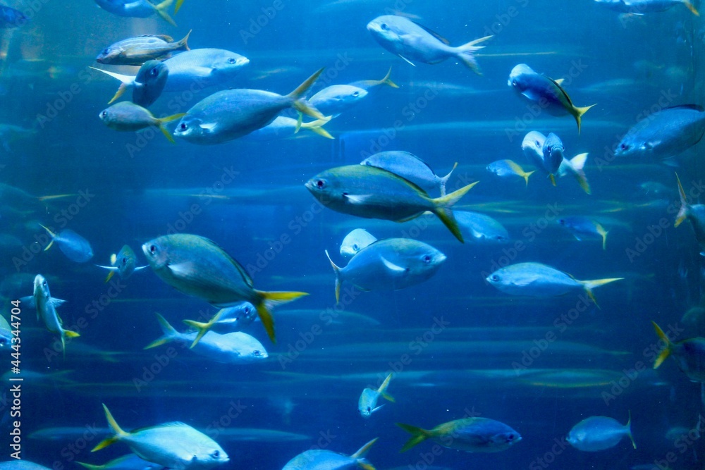 Obraz premium Blue fish with yellow tail in a blue backlit aquarium
