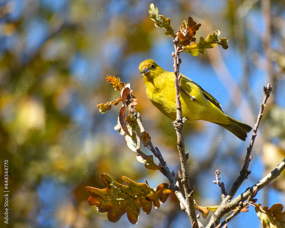 saffron finch, Sicalis flaveola, a tanager saffron finch, Sicalis flaveola, a tanager
