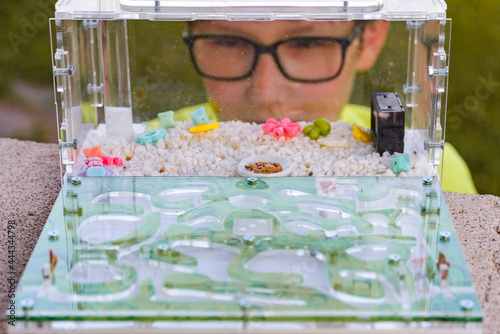 Child watching ants in an ant farm photo