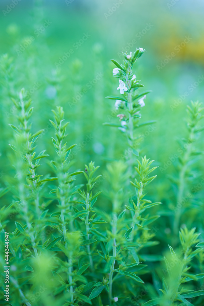 Obraz premium Thymian