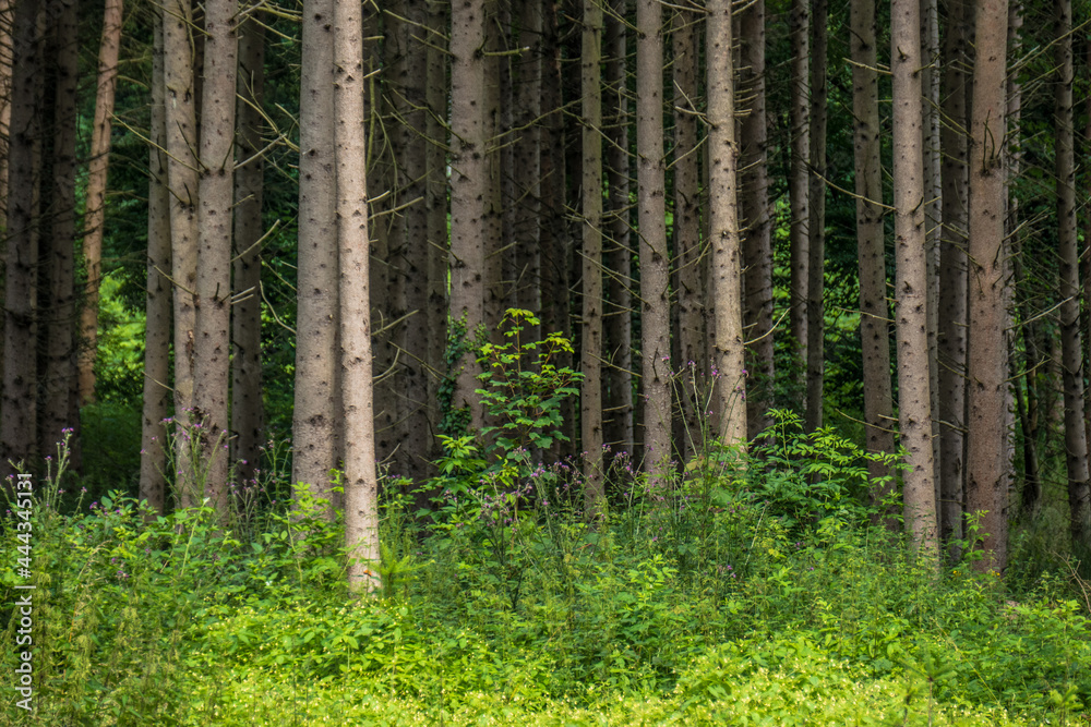 Wiederaufforstung und Wiederbegrünung im Mischwald Wiederaufforstung und Wiederbegrünung im Mischwald