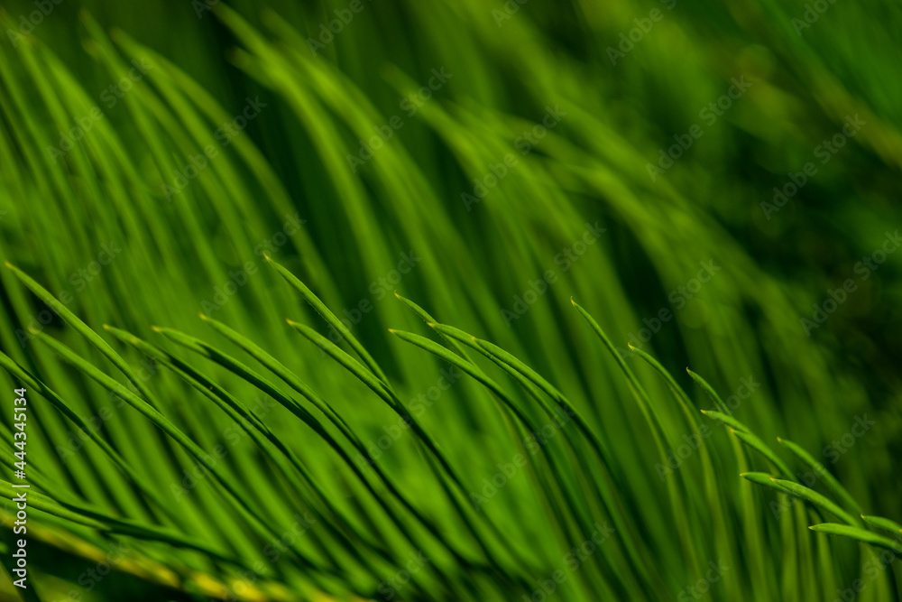 Palm tree leaves as a natural background Palm tree leaves as a natural background