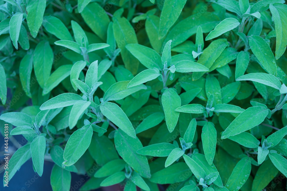 Obraz premium Frische Kräuter