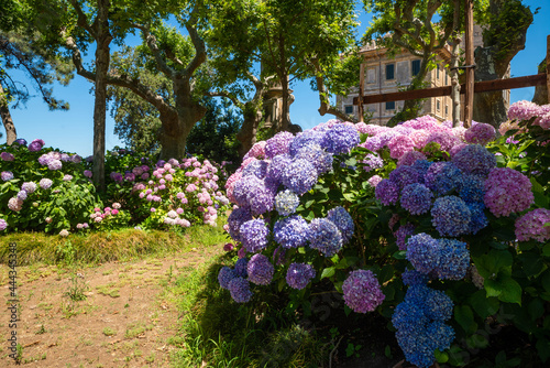 фотографія The secret garden of Villa Aldobrandini Frascati, detail of the noble palace in summer with its colorful hydrangeas, its secular plane trees