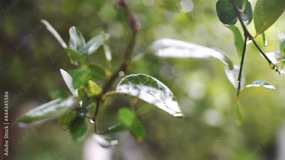 Close-up video of rain on lemon leaves background, beautiful, Close-up video of rain on lemon leaves background, beautiful,