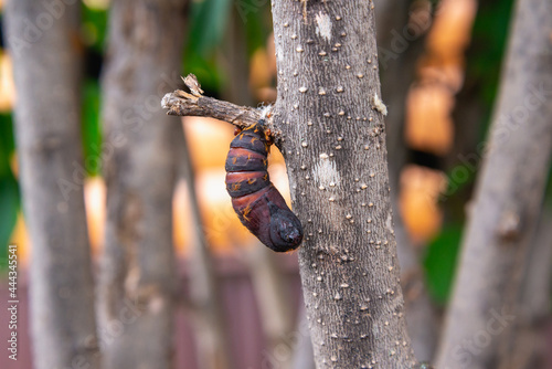 Pest: Silkworm pupa (Lymantria dispar) on a tree. photo
