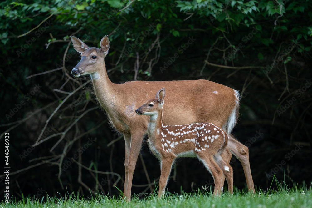 White-tailed deer doe and fawn White-tailed deer doe and fawn