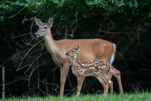 White-tailed deer doe and fawn Fototapet