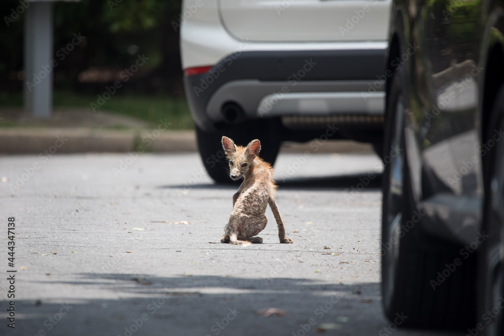A red fox with sarcoptic mange, a disease that causes hair loss and can