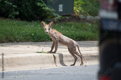 A red fox with sarcoptic mange, a disease that causes hair loss and can be fatal if untreated