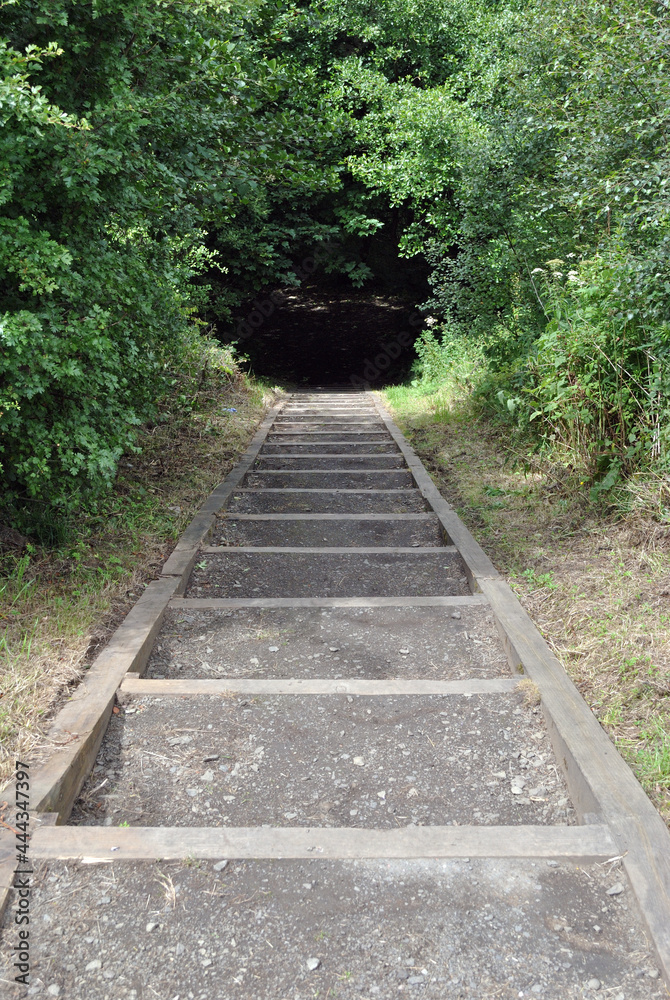 Wooded Hill with Long Descending Timber & Soil Staircase Wooded Hill with Long Descending Timber & Soil Staircase