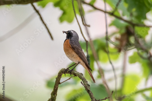 Common redstart sitting on the branch with worn in the beak.