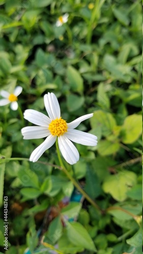 white daisy flower