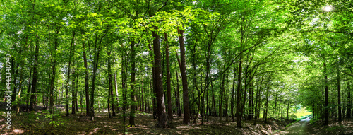 green deciduous forest