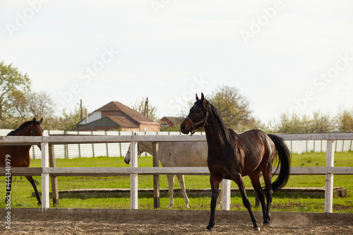 Young dark chestnut stallion walks in the paddock in summer