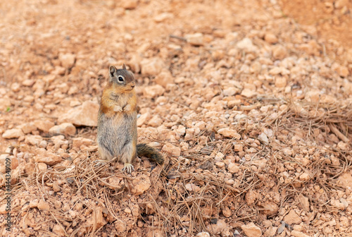 Golden mantled ground squirrel  Callospermophilus lateralis   Bryce Canyon national park  Utah  USA.