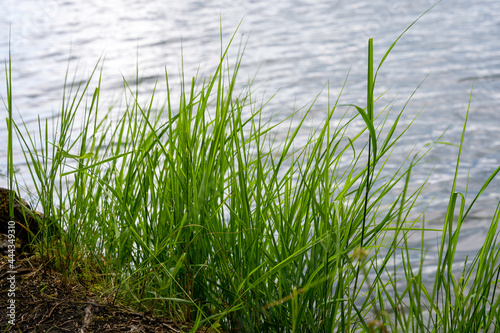 Grass growing by the lake, tranquil nature background, Vysoké Tatry, High Tatras, Slovakia, Štrbské pleso