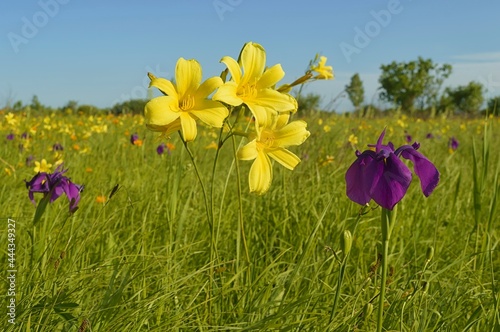 Fototapeta Naklejka Na Ścianę i Meble -  Summer day on the flowering meadow. Wild daylilies (Hemerocallis flava) and japanese irises (Iris ensata) blossom. Khabarovsk Krai, far East, Russia.