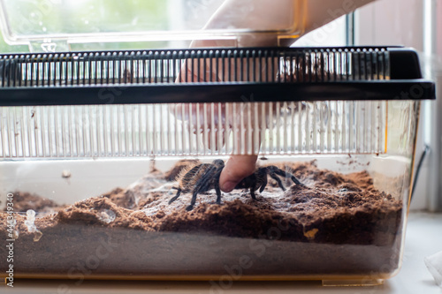 A boy puts a tarantula spider in a terrarium.