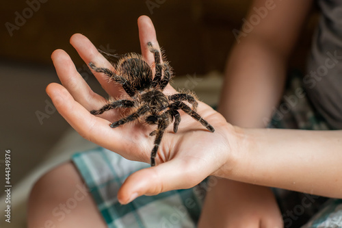 large tarantula on child's arm. scary spider crawls over a boy.