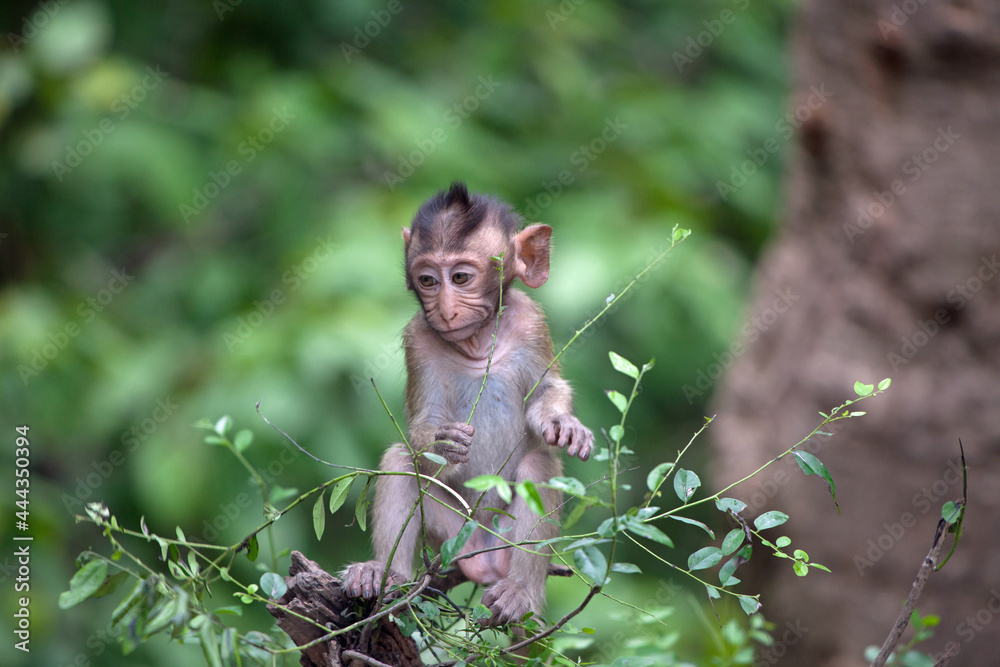 Fototapeta premium 可愛いサル