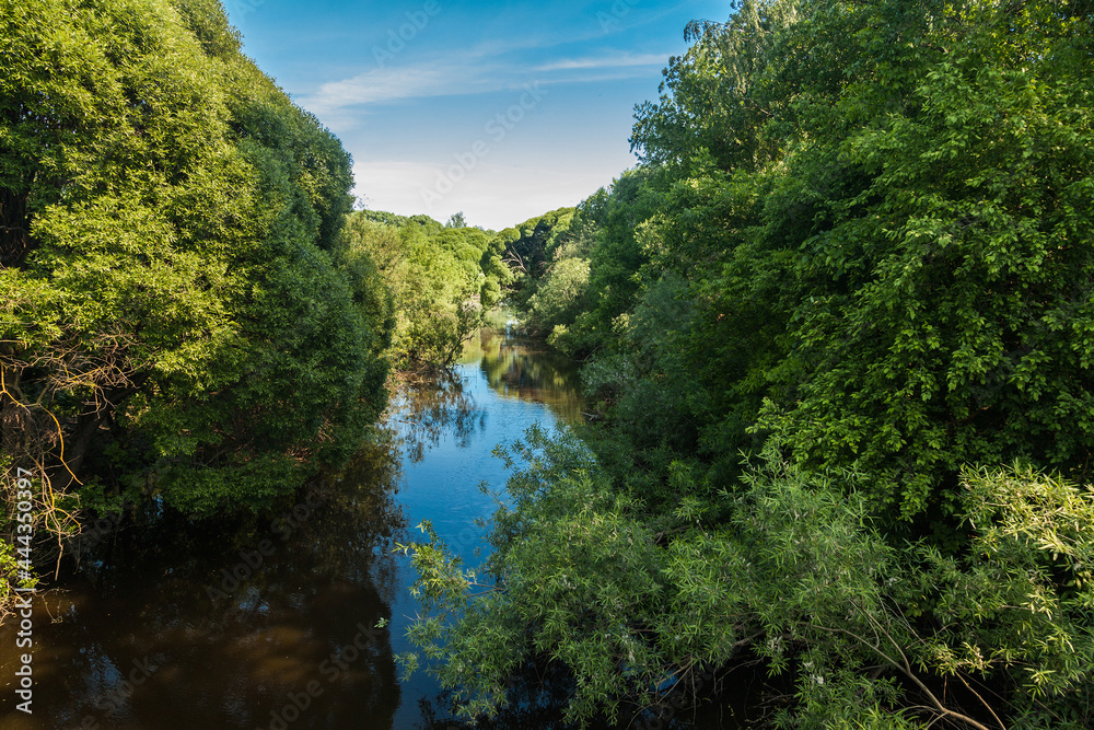 Small overgrown river among green trees