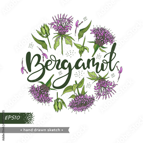 Circle filled Monarda or Bergamot and lettering Bergamot. Detailed hand-drawn sketches, vector botanical illustration.