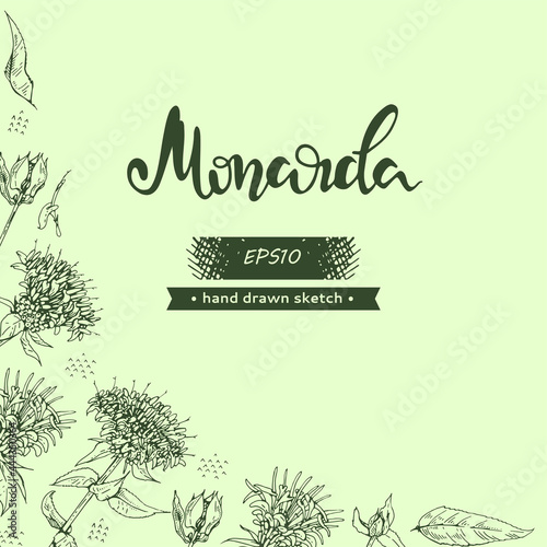 Background with Monarda or Bergamot and lettering Monarda Detailed hand-drawn sketches, vector botanical illustration.