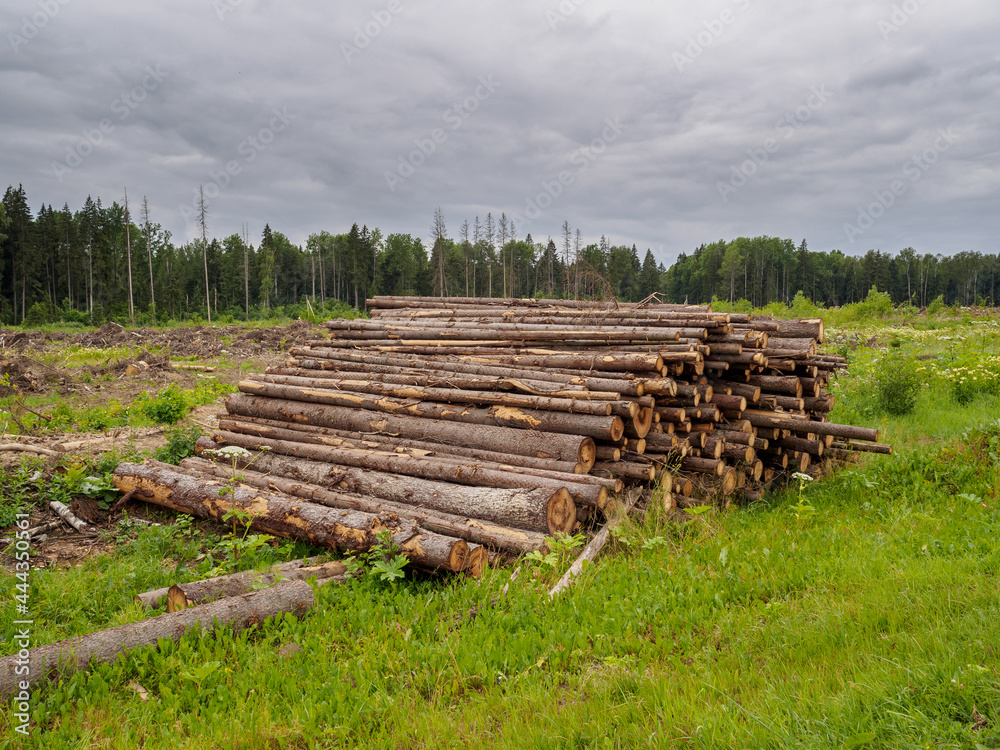 The sawn trunks of pine and birch lie in a large pile in summer in cloudy weather against the background of the forest