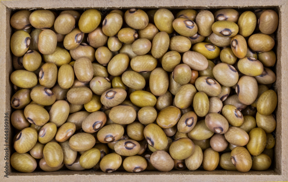 top view of bolinha beans (Phaseolus vulgaris) seeds in a rectangular wooden box. top view of bolinha beans (Phaseolus vulgaris) seeds in a rectangular wooden box.