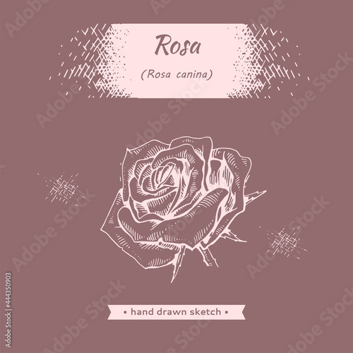 Roses . Detailed hand-drawn sketches, vector