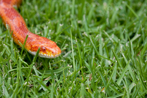 Corn Snake slithering through grass