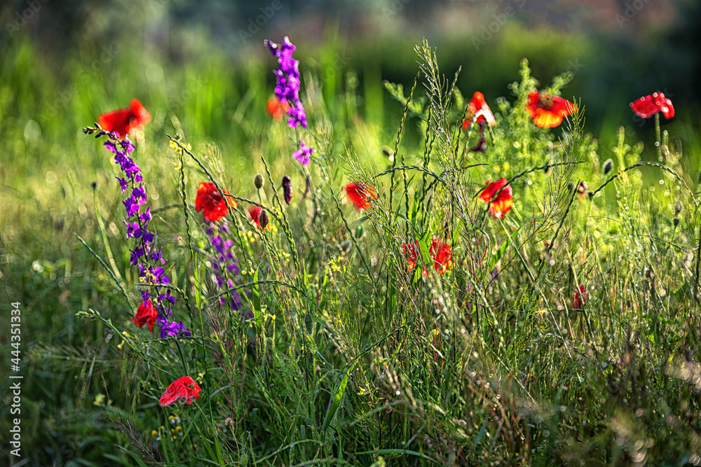 Wildflowers and grasses after rain, shallow depth of field