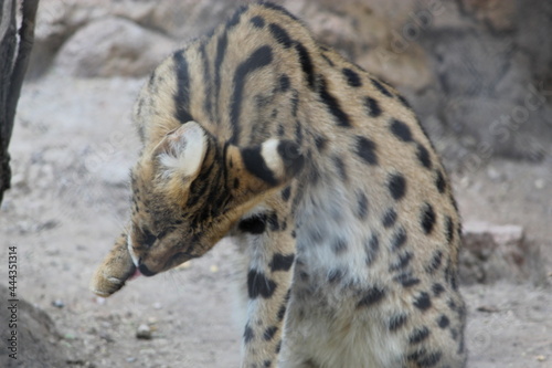 Photography gato montes limpio