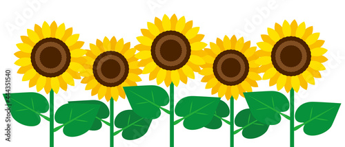 Illustration material of sunflower field on white background