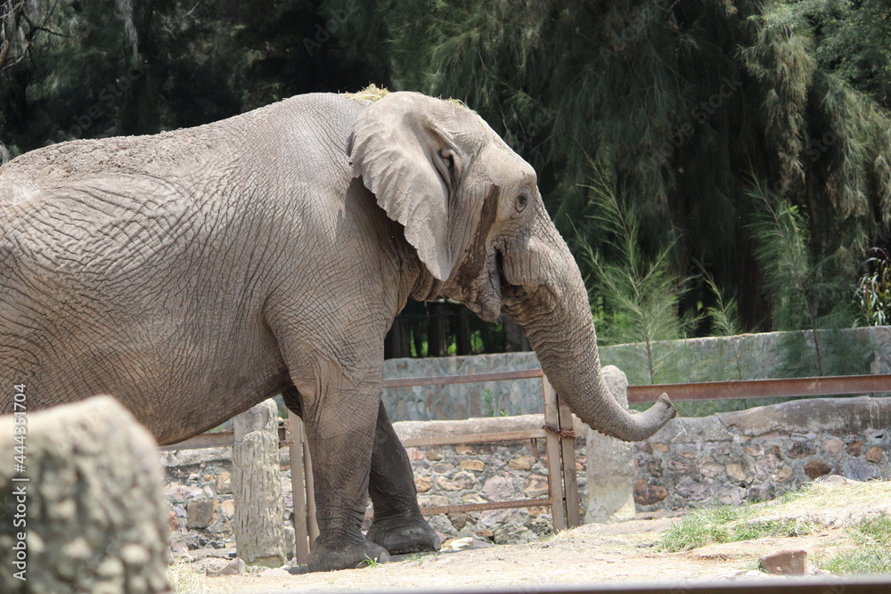 Fototapeta premium elefante perfil
