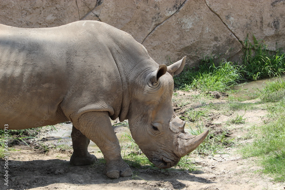 Fototapeta premium rinoceronte comiendo