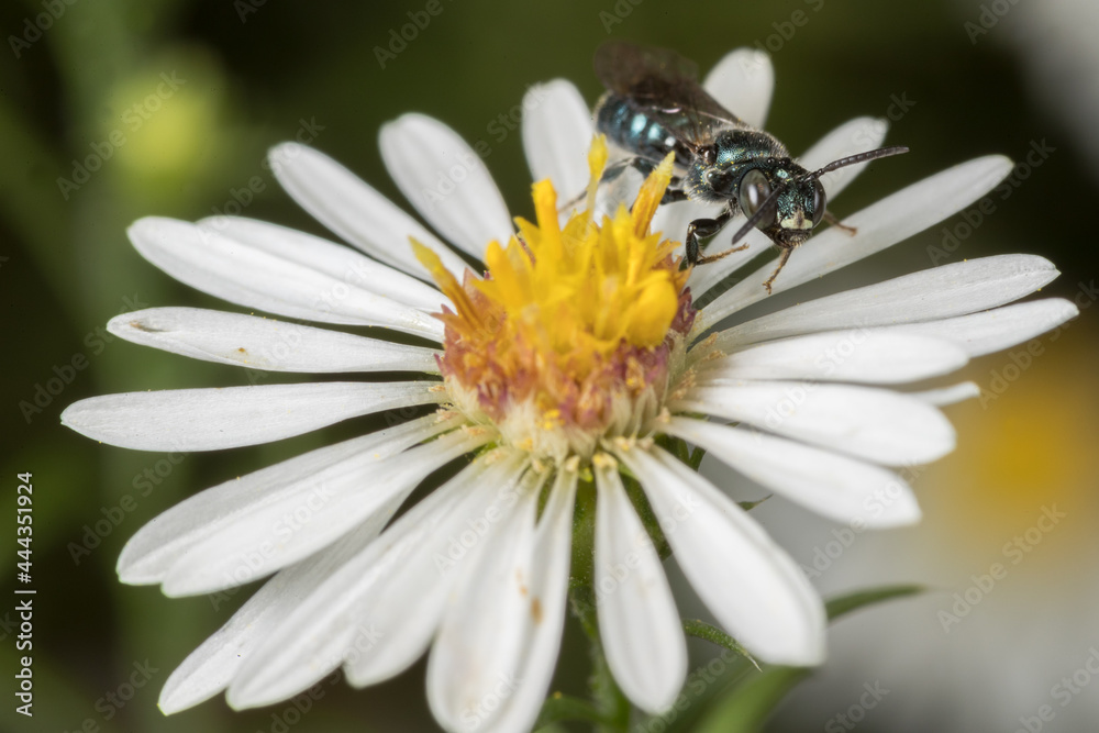 Fototapeta premium Shiny Bee