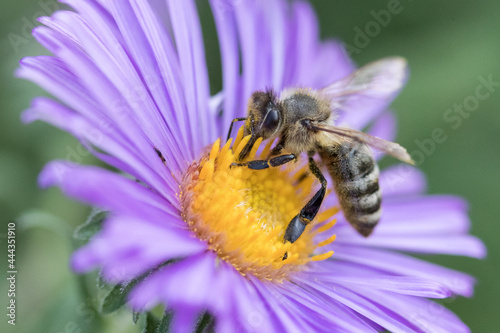 Honeybee on Aromatic Aster